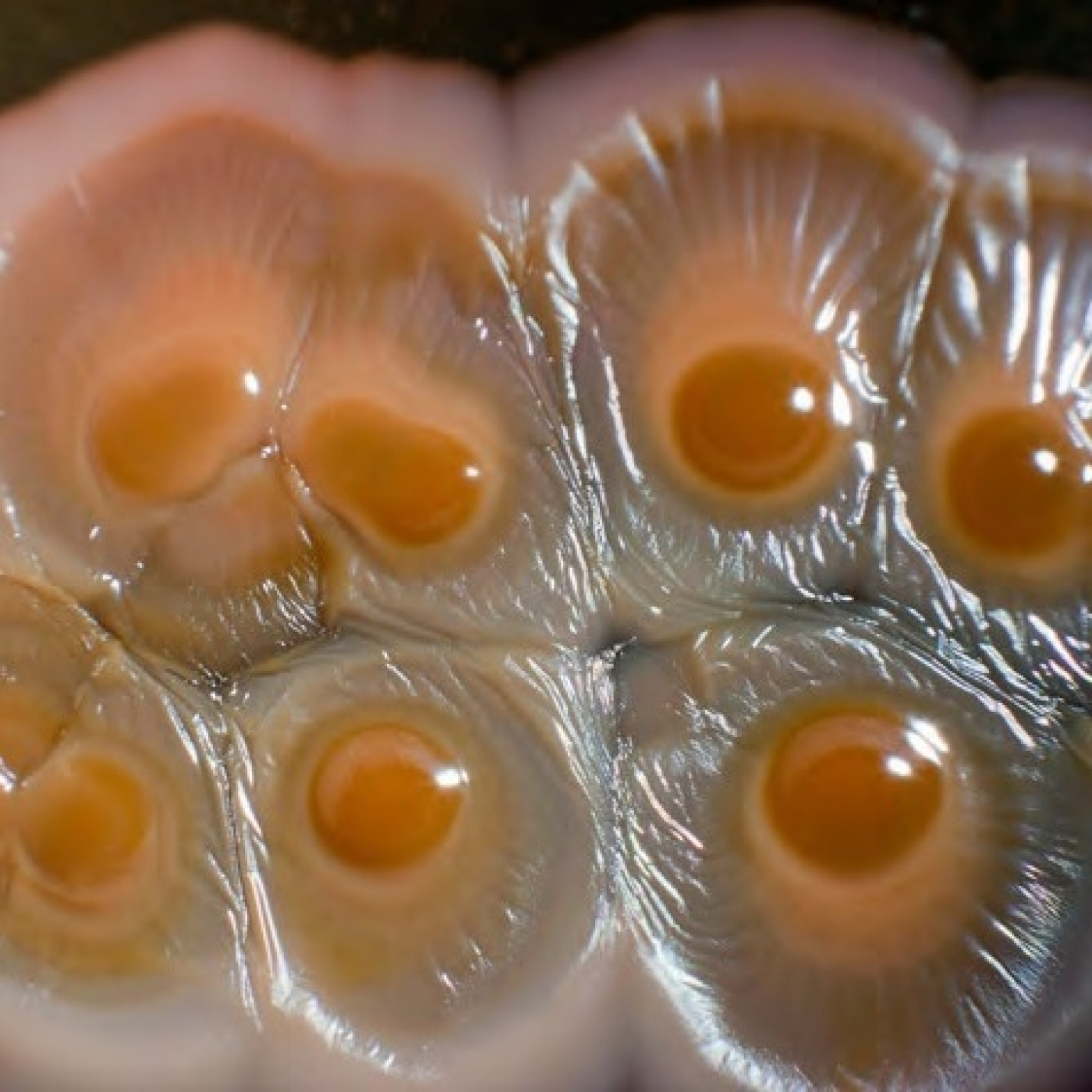 Fotciencia19