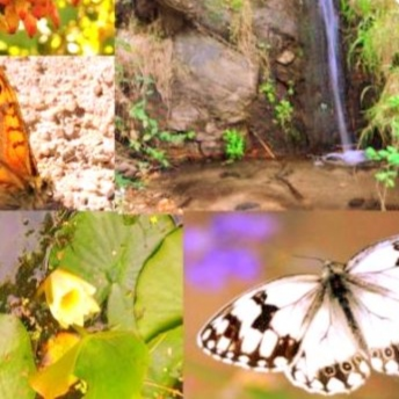 Ecosistema