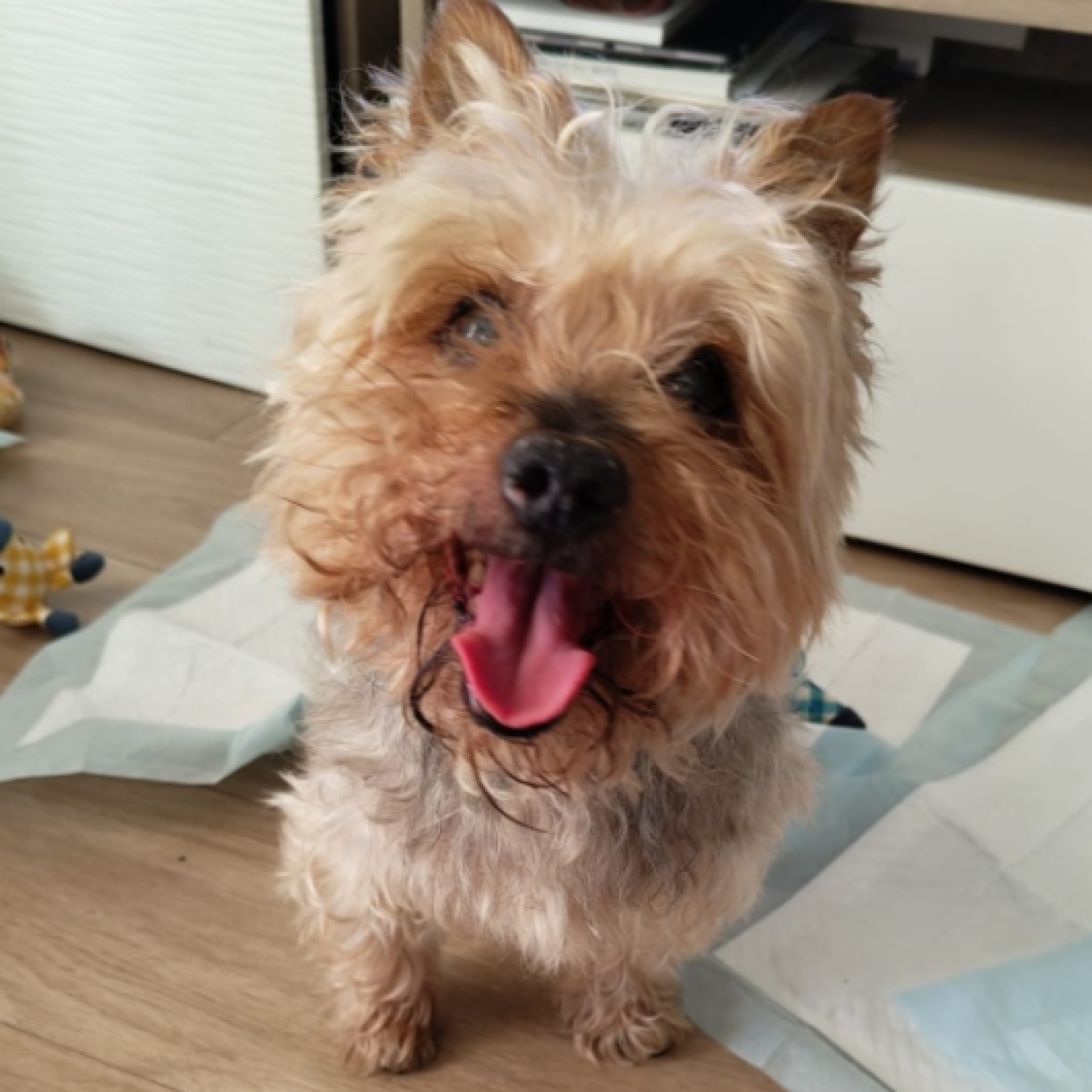 Dellas y el Arco Iris (entre el amor y la responsabilidad)