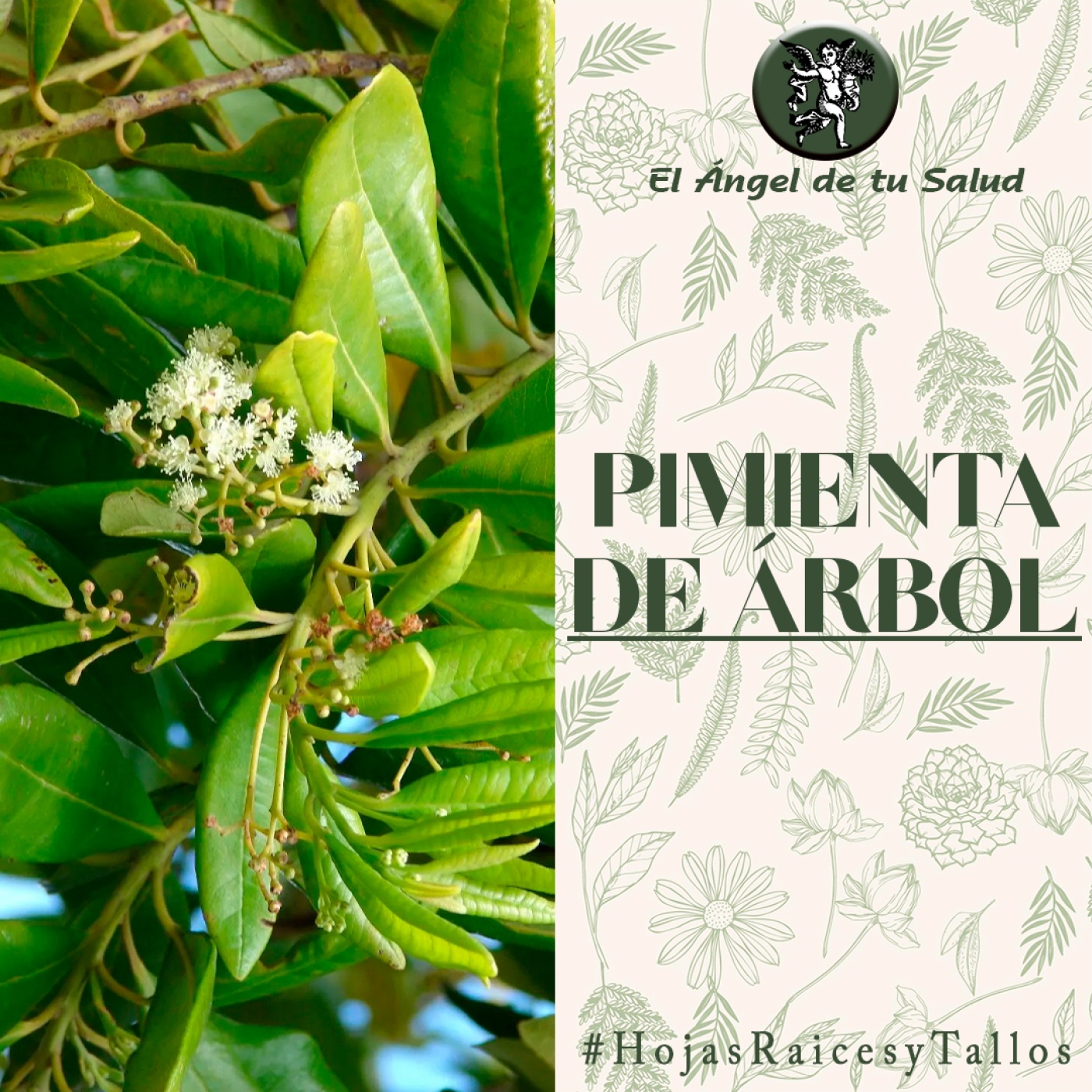 El Ángel de tu Salud - Pimienta de Árbol** episode artwork
