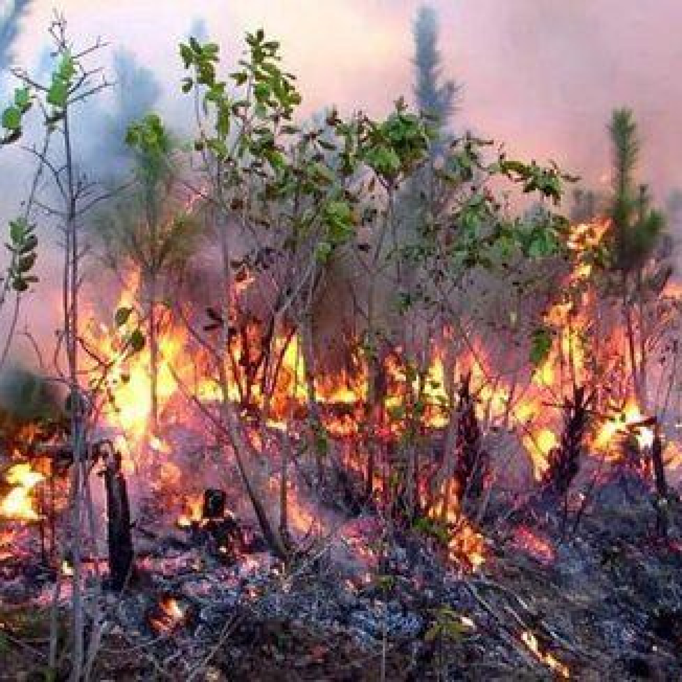 Alto riesgo de incendios forestales en Pinar del Río
