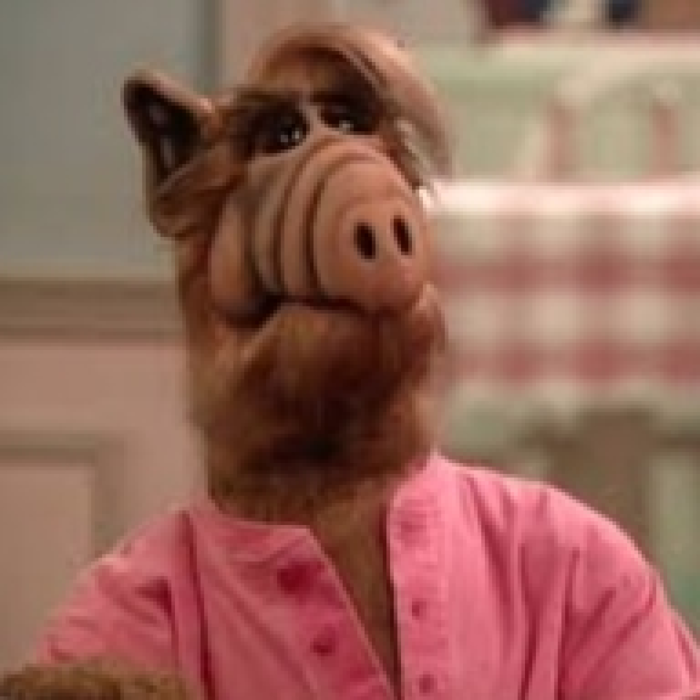 VINO PARA CAMALEONES