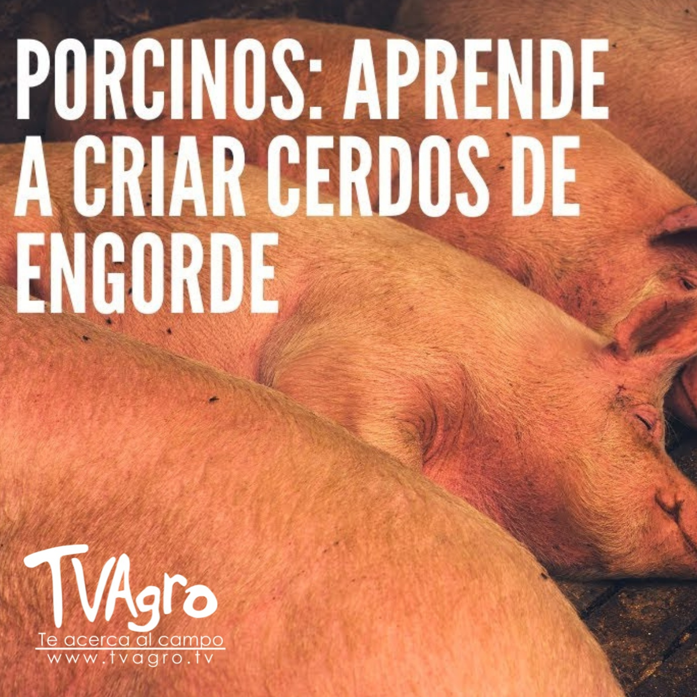 TV AGRO