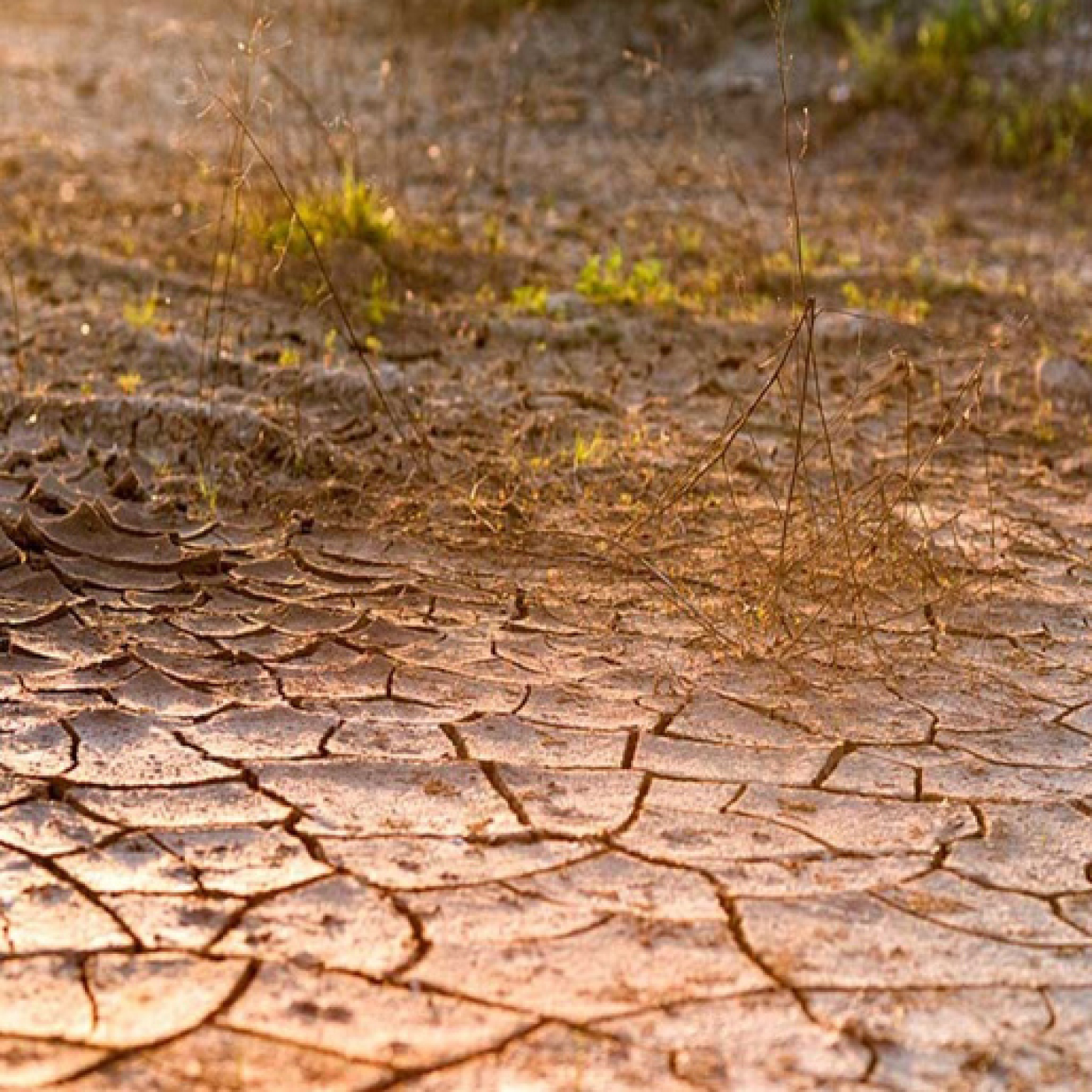 En sus manos está la solución: cero a la desertificación y a la sequía episode artwork
