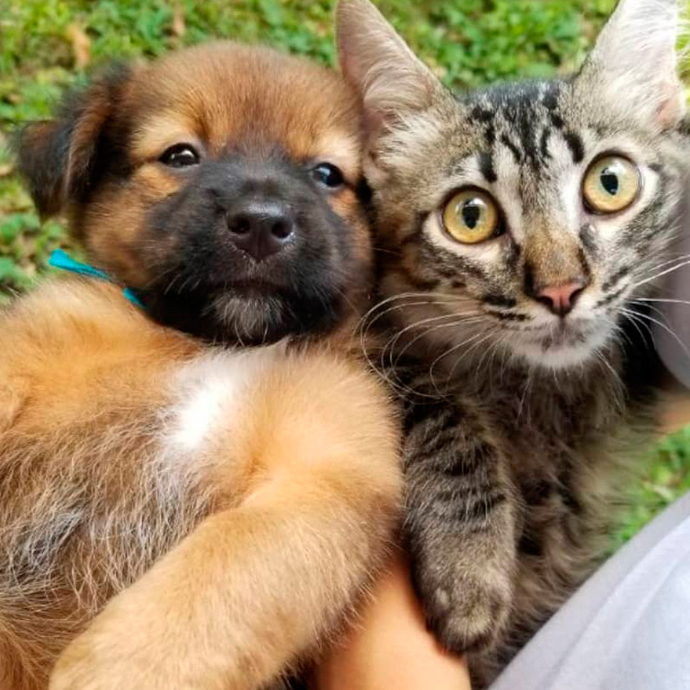 ¿Es bueno esterilizar a tus mascotas? Descubre sus beneficios y mitos