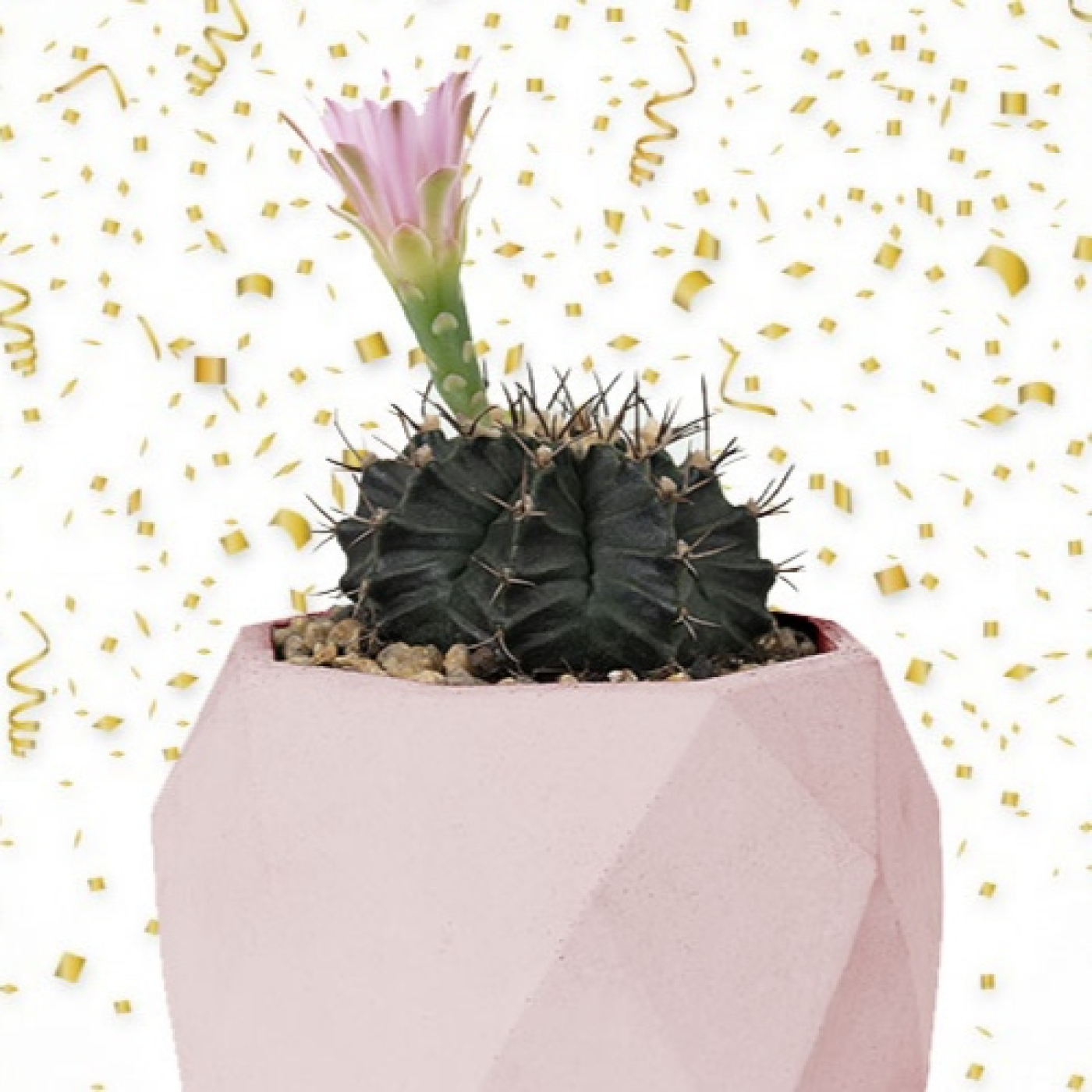 Cactus Confetti