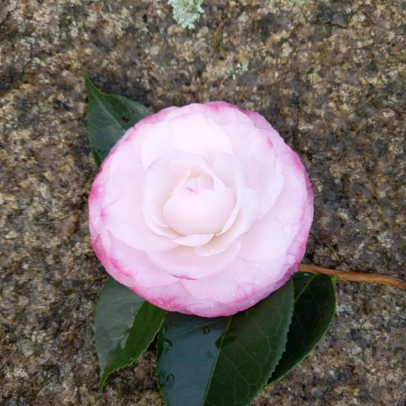 Maruxia na fronteira