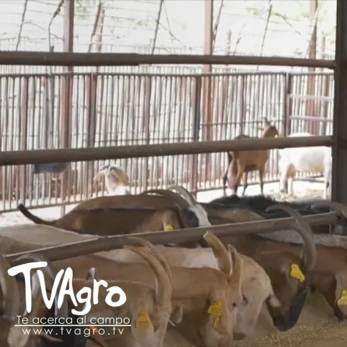 TV AGRO