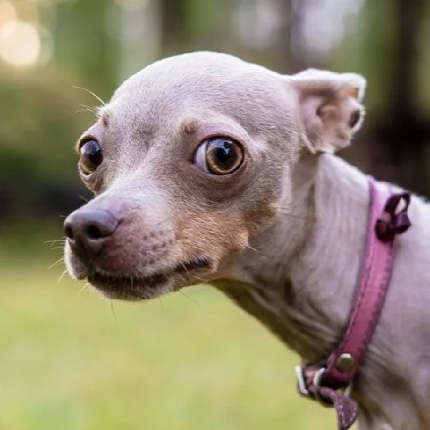 CUENTO: Choco, un perrito agorafóbico