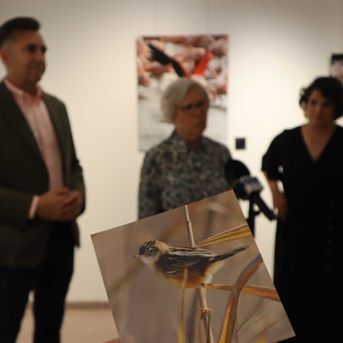 Exposición Alas del Humedal episode artwork