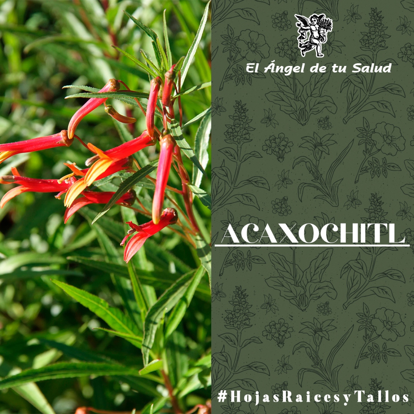 El Ángel de tu Salud - Acaxochitl** episode artwork