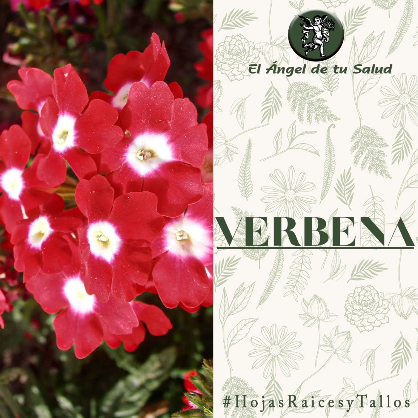 El Ángel de tu Salud - Verbena** episode artwork