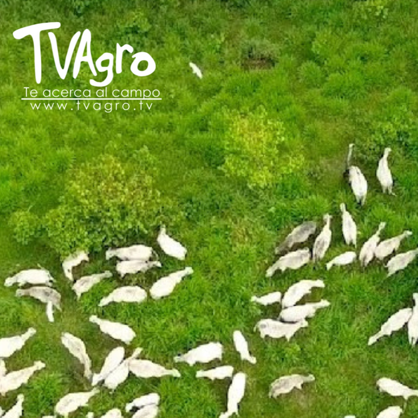 TV AGRO