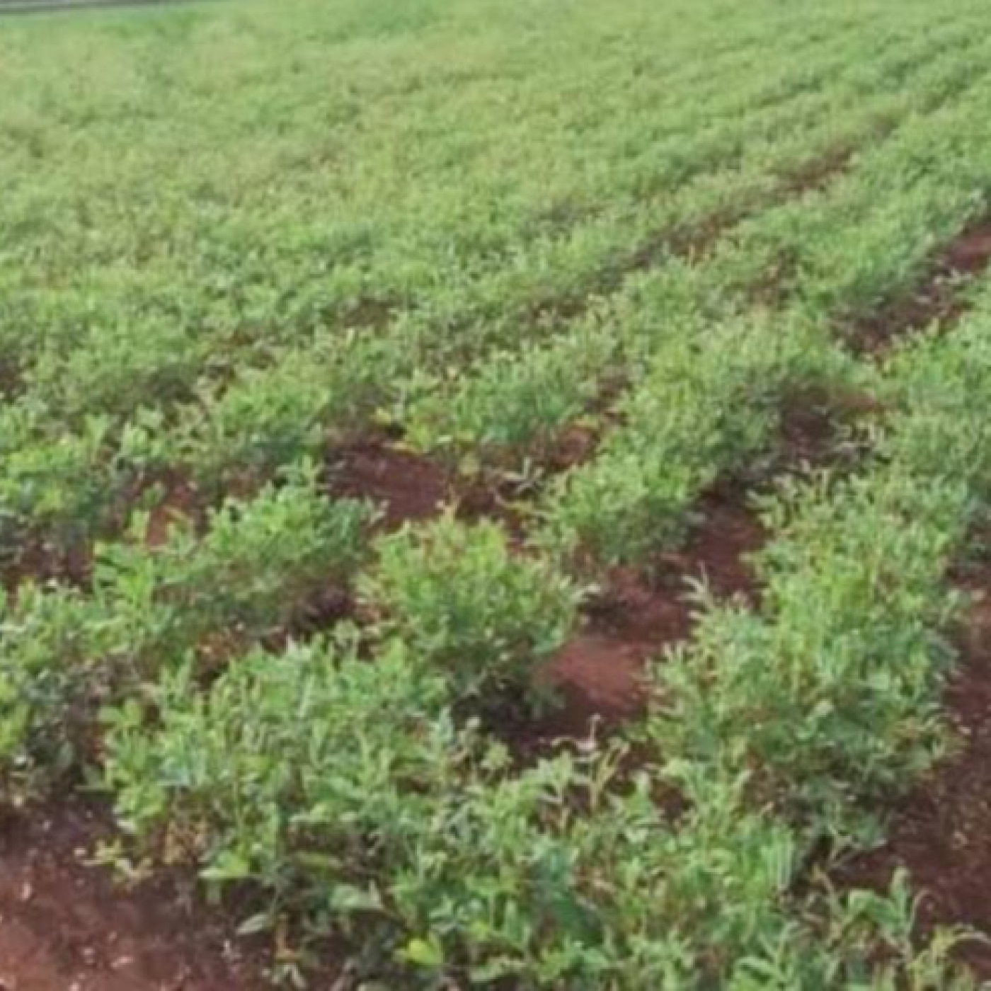Cooperativa palaceña impulsa producción agroecológica con apoyo internacional