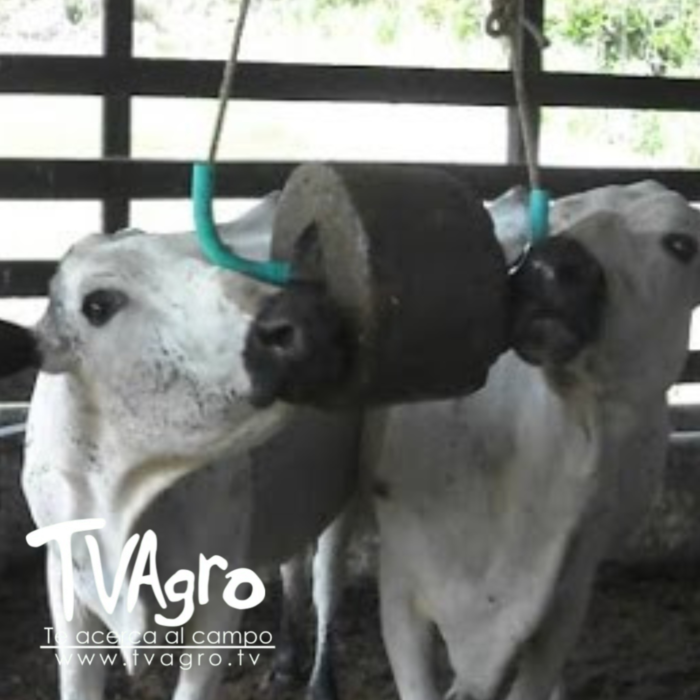 TV AGRO