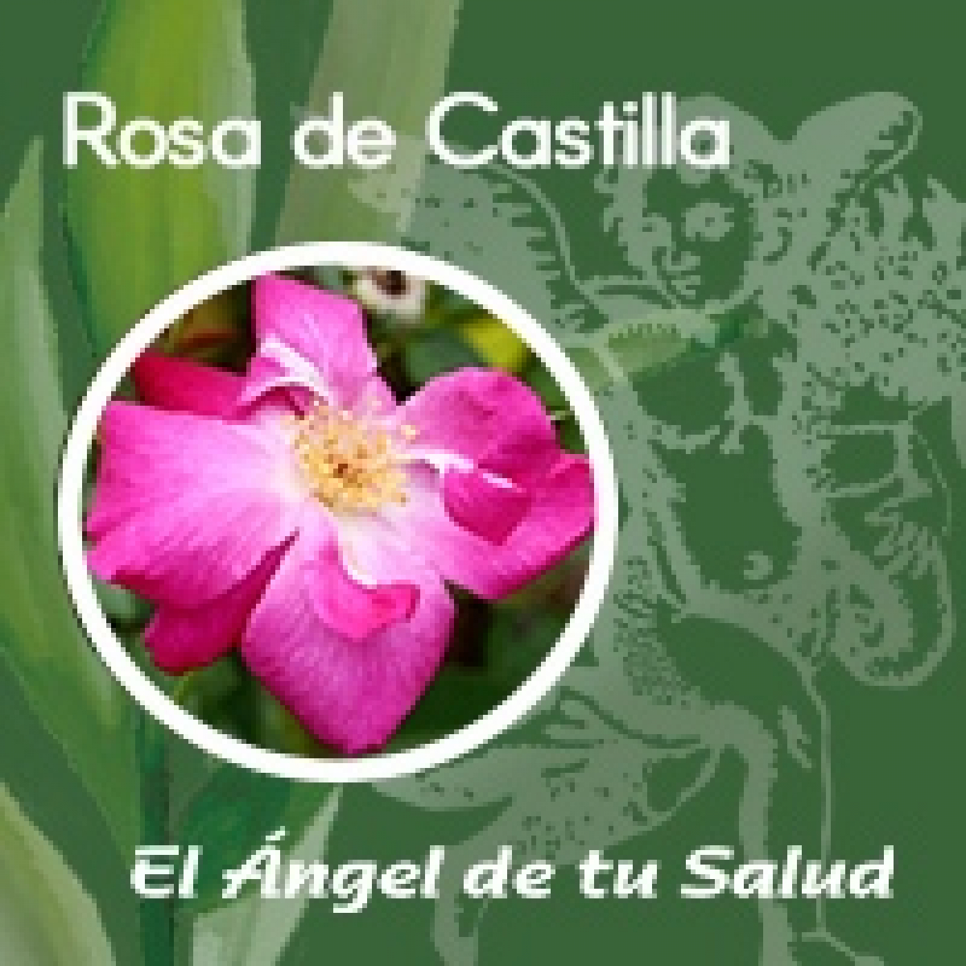 El Ángel de tu Salud - Rosa de Castilla** episode artwork