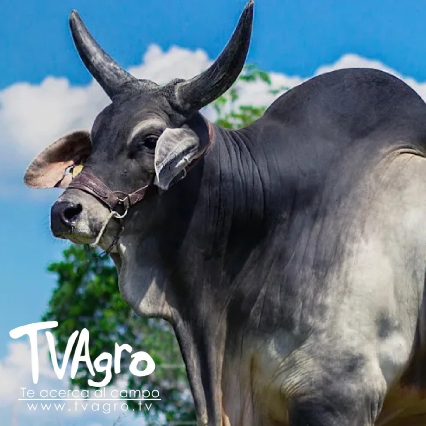 TV AGRO