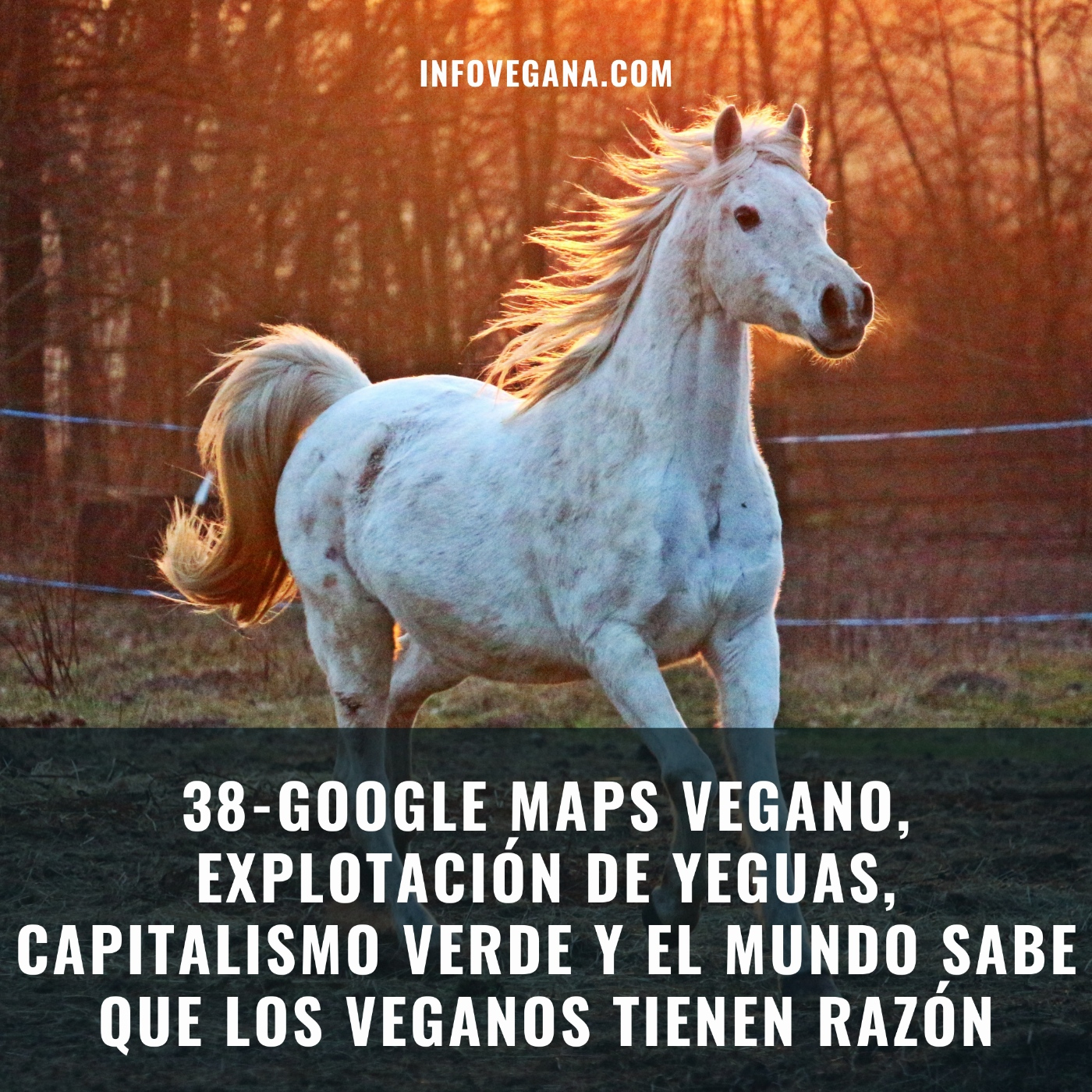 Infovegana, podcast de veganismo y sostenibilidad