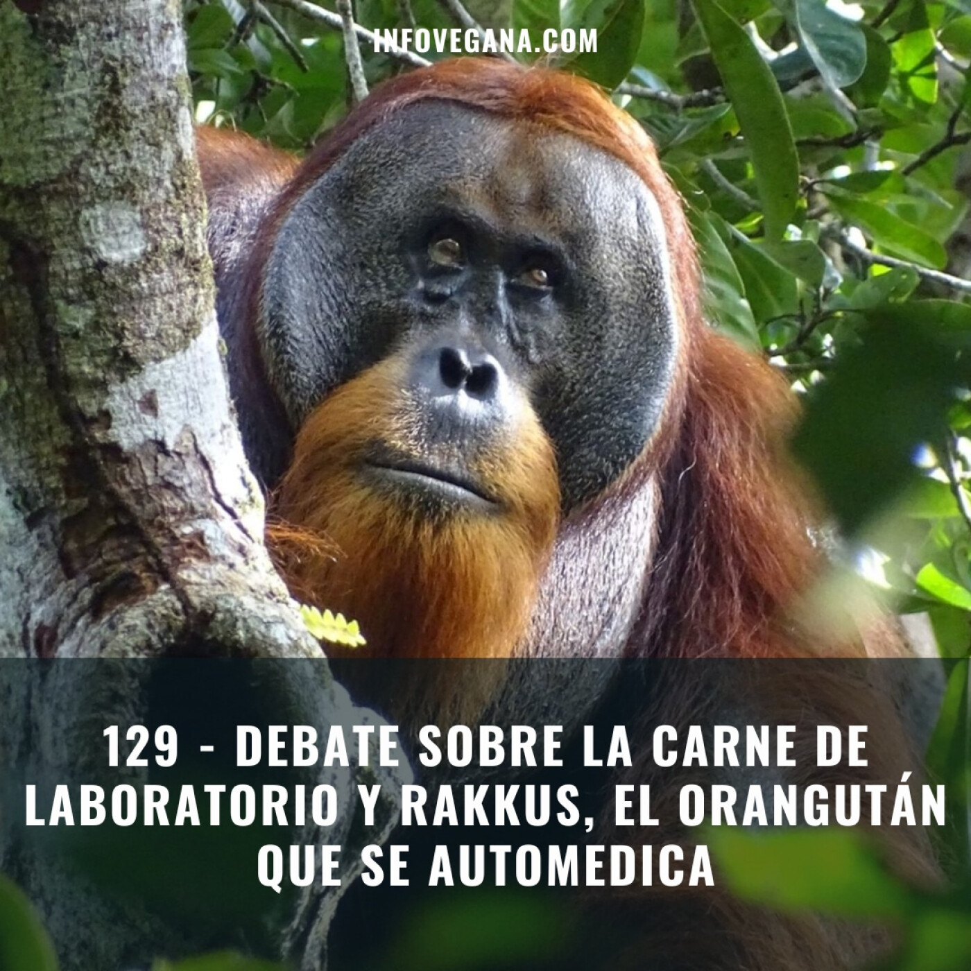 Infovegana, podcast de veganismo y sostenibilidad