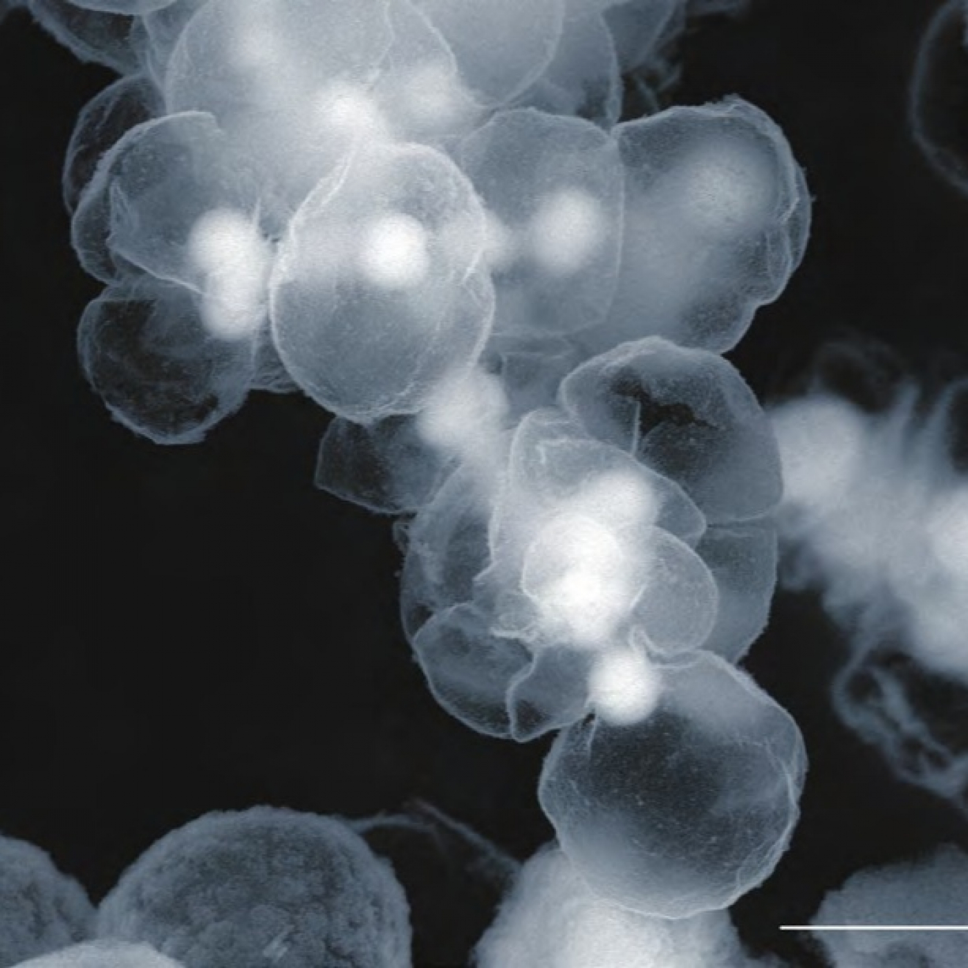 Fotciencia19