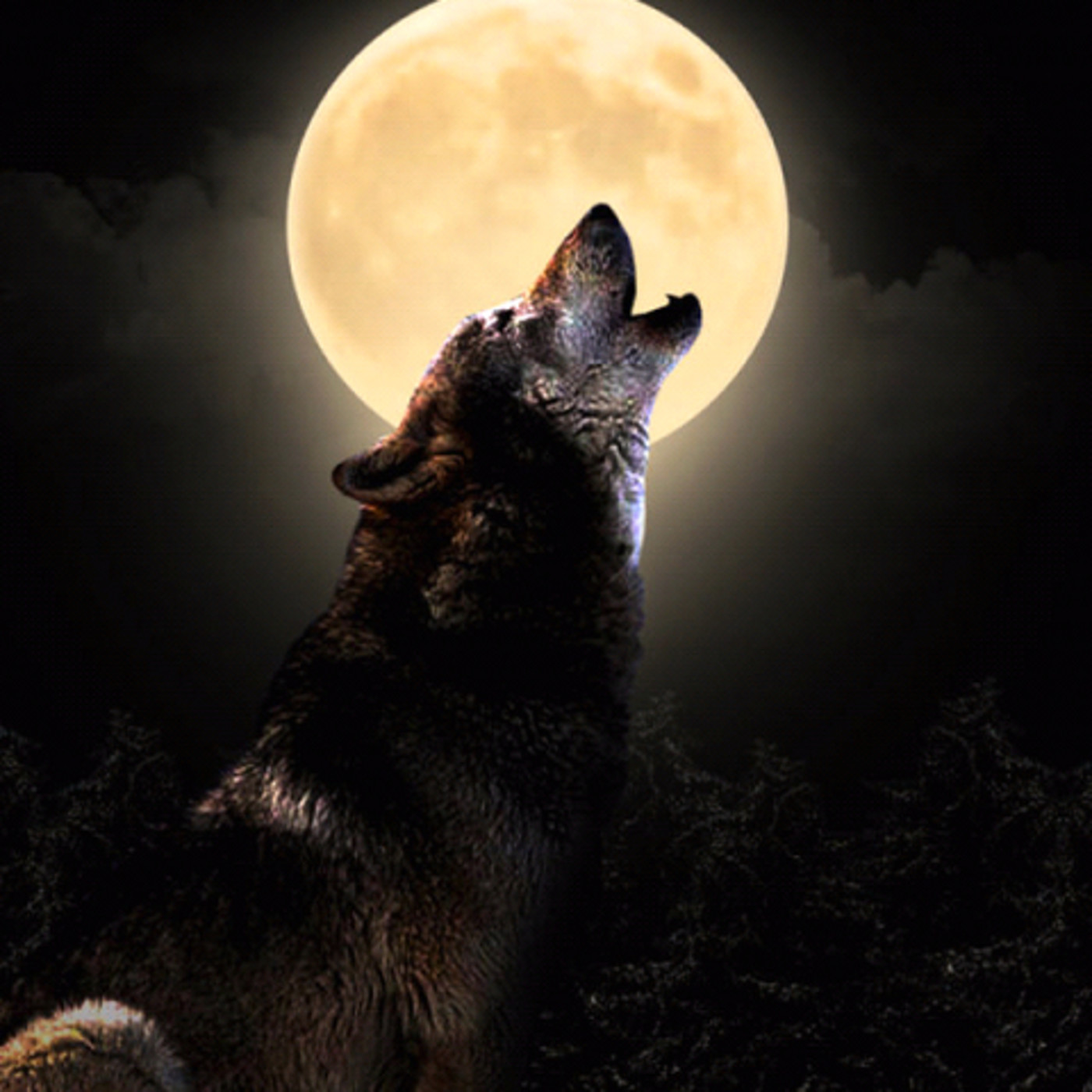 Ночь волков читать. Волк воет на луну. Волк в ночи. Воющий волк. Волк и Луна.