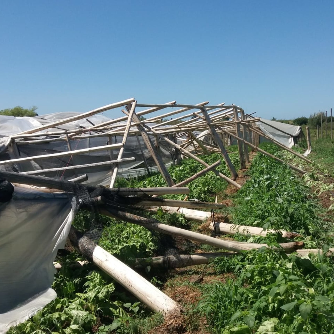 Podcast de Informe Granjero