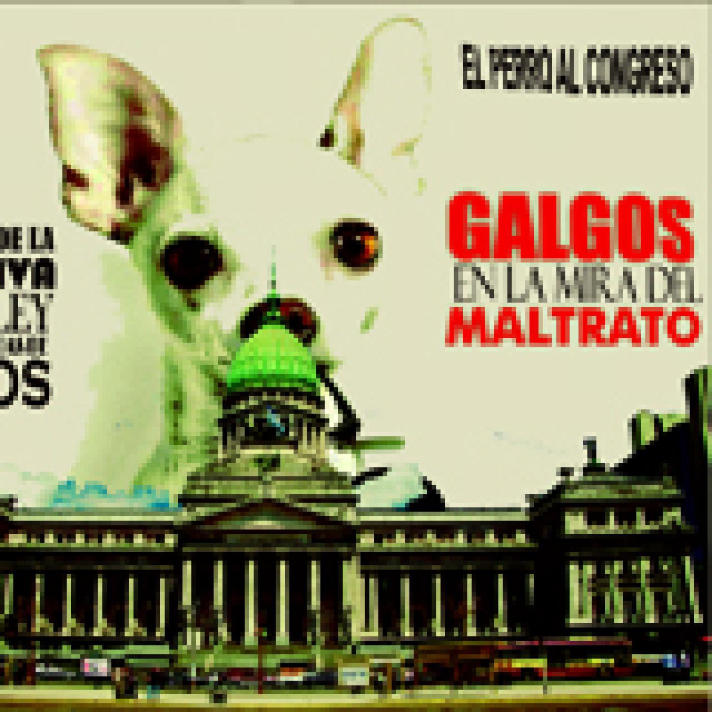 Galgos Argentina - en la mira del maltrato