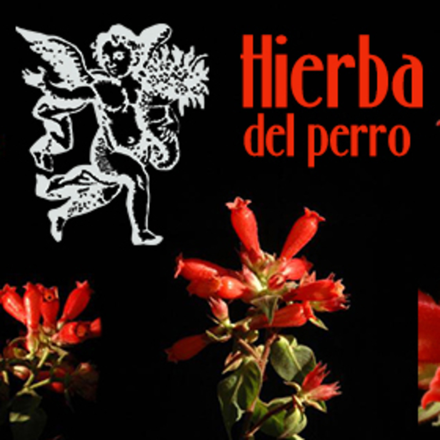 El Ángel de tu Salud - HIERBA DEL PERRO II episode artwork