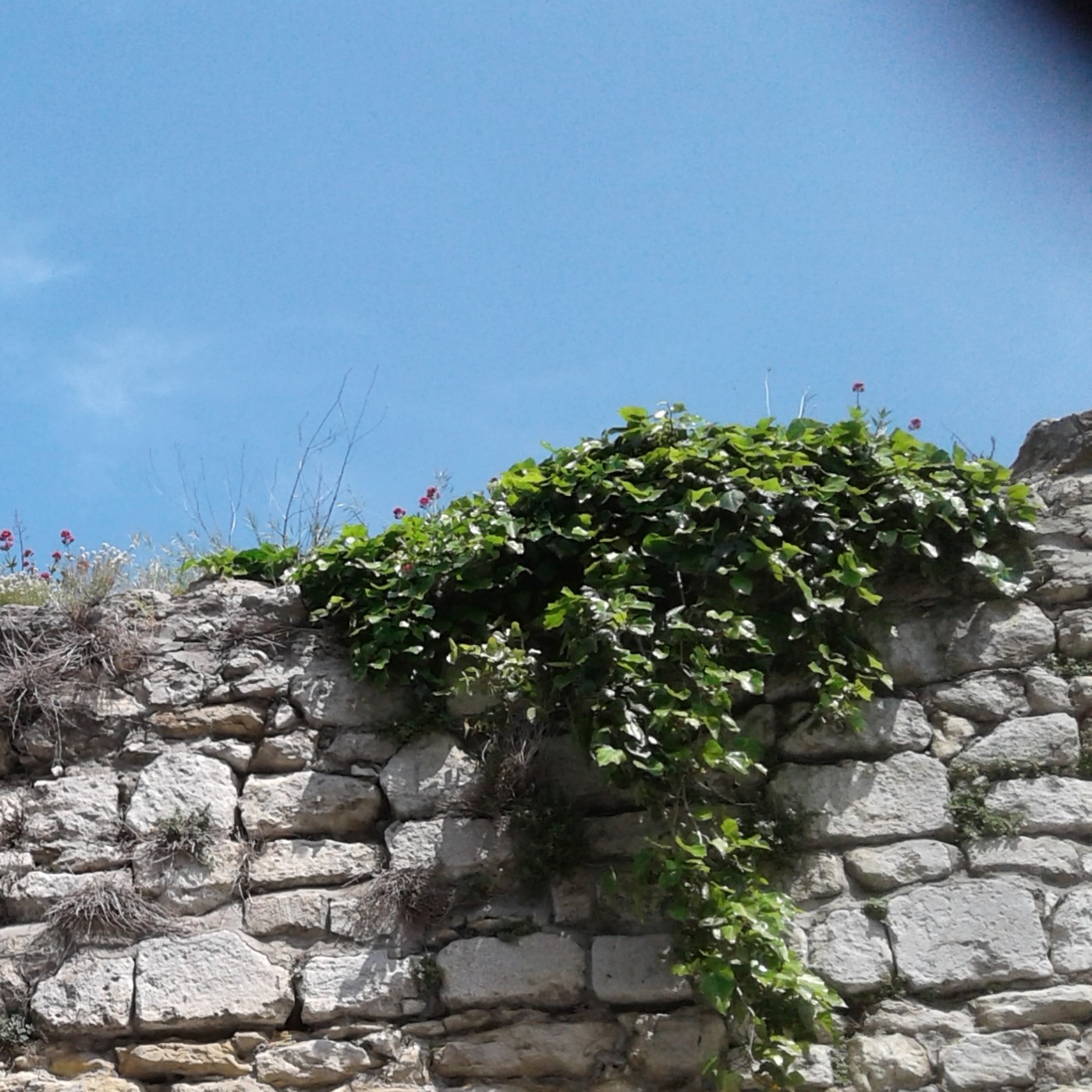 Puerto Almendro® - Canadá, University of Güelph