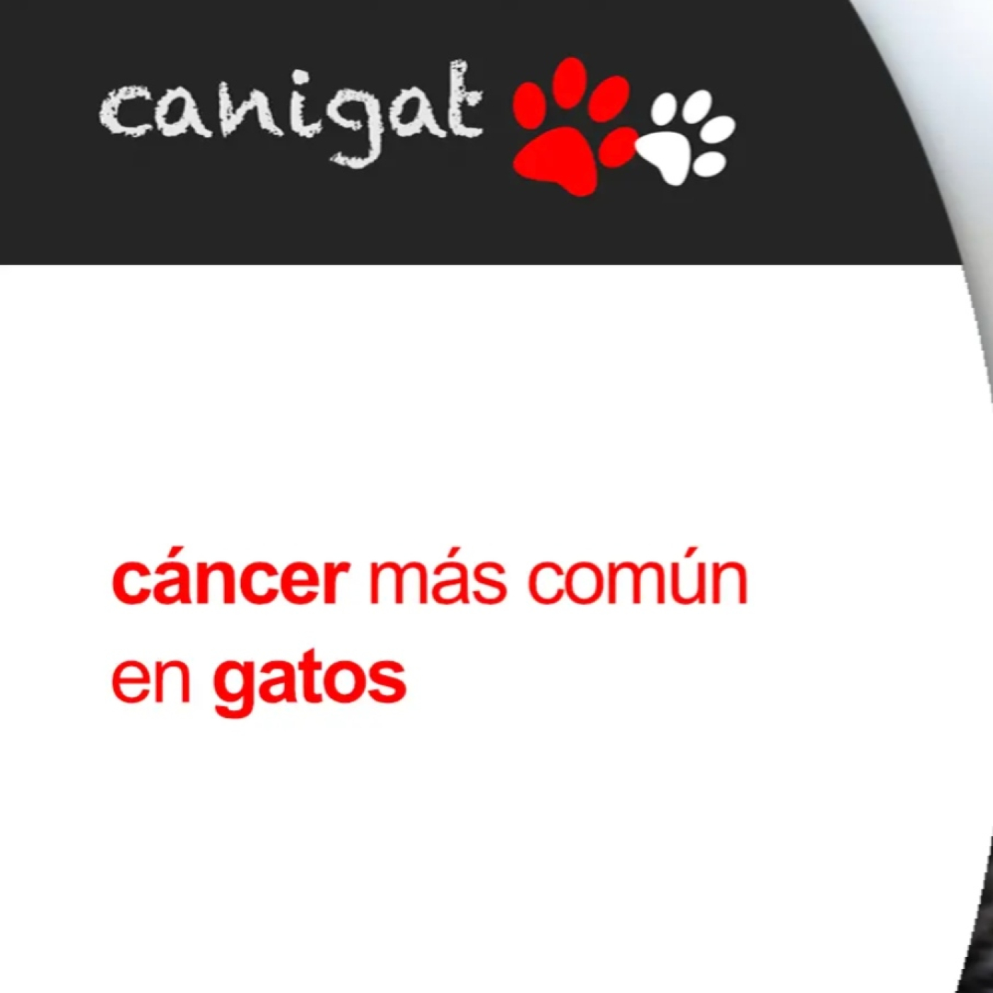 Consejos veterinarios de perros y gatos by canigat