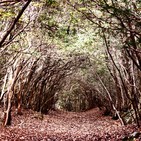Aokigahara, el bosque de los suicidios.