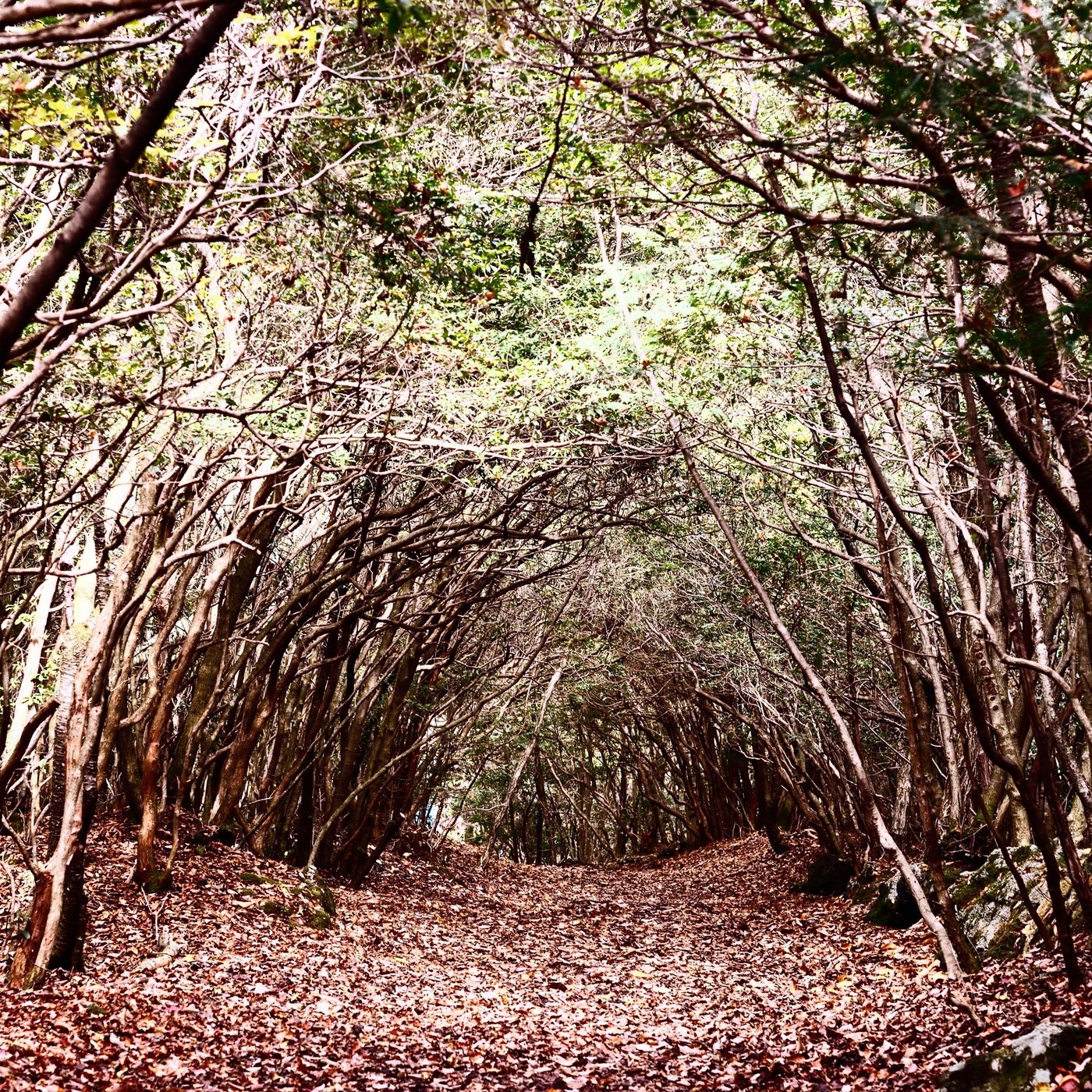 Aokigahara, el bosque de los suicidios. episode artwork