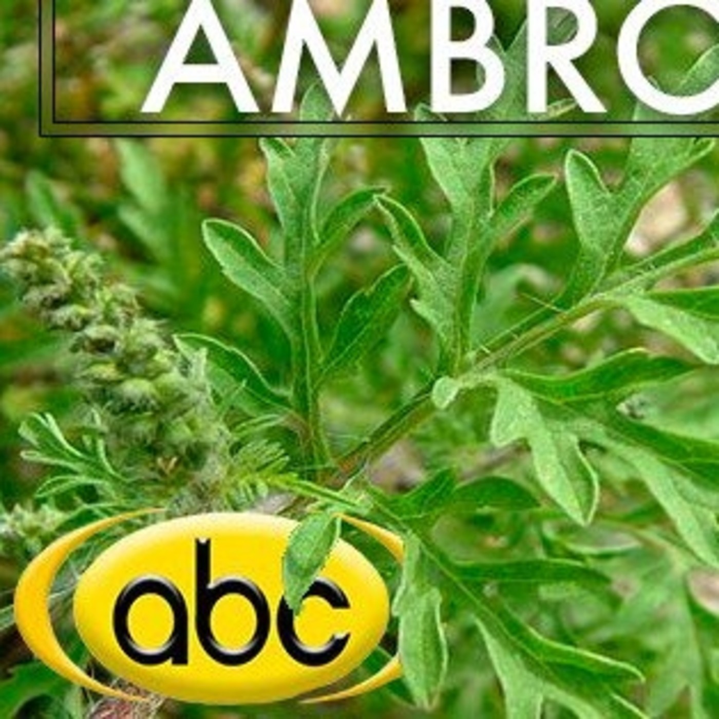 El Angel de tu Salud - AMBROSÍA