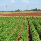 Crece producción en Empresa Agropecuaria de Güines