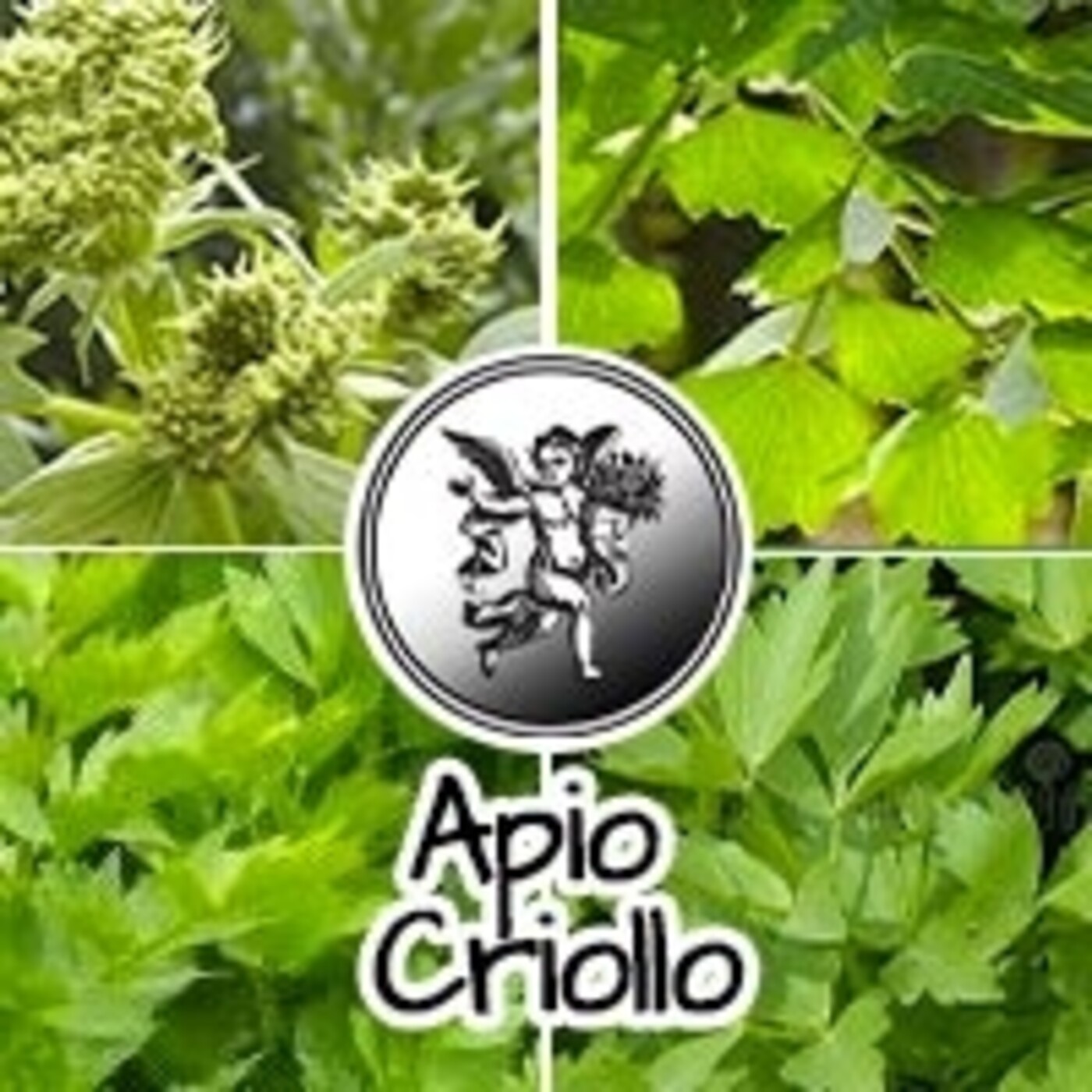 El Ángel de tu Salud - APIO CRIOLLO* episode artwork