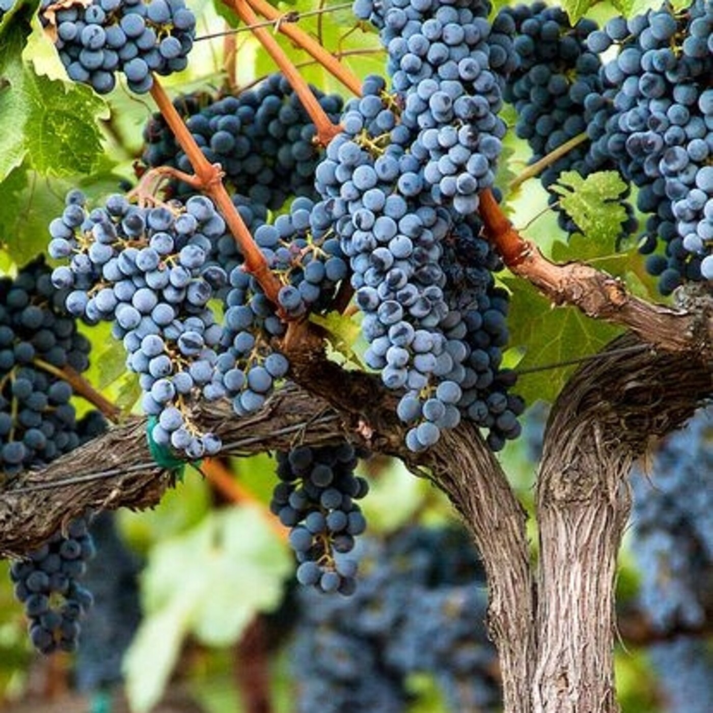 Podcast de Homilias para los sencillos