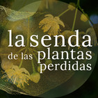 Trenzando fibras de amor y justicia: Tilia spp. {La Senda de las Plantas Perdidas}