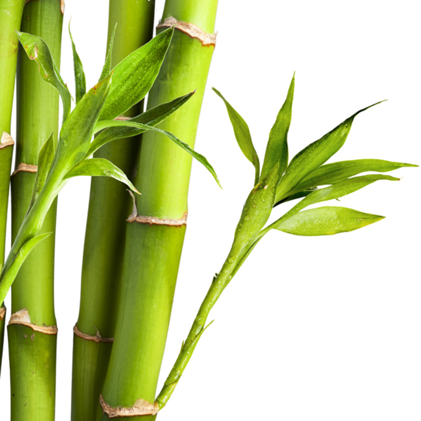 Eq. BAMBU
