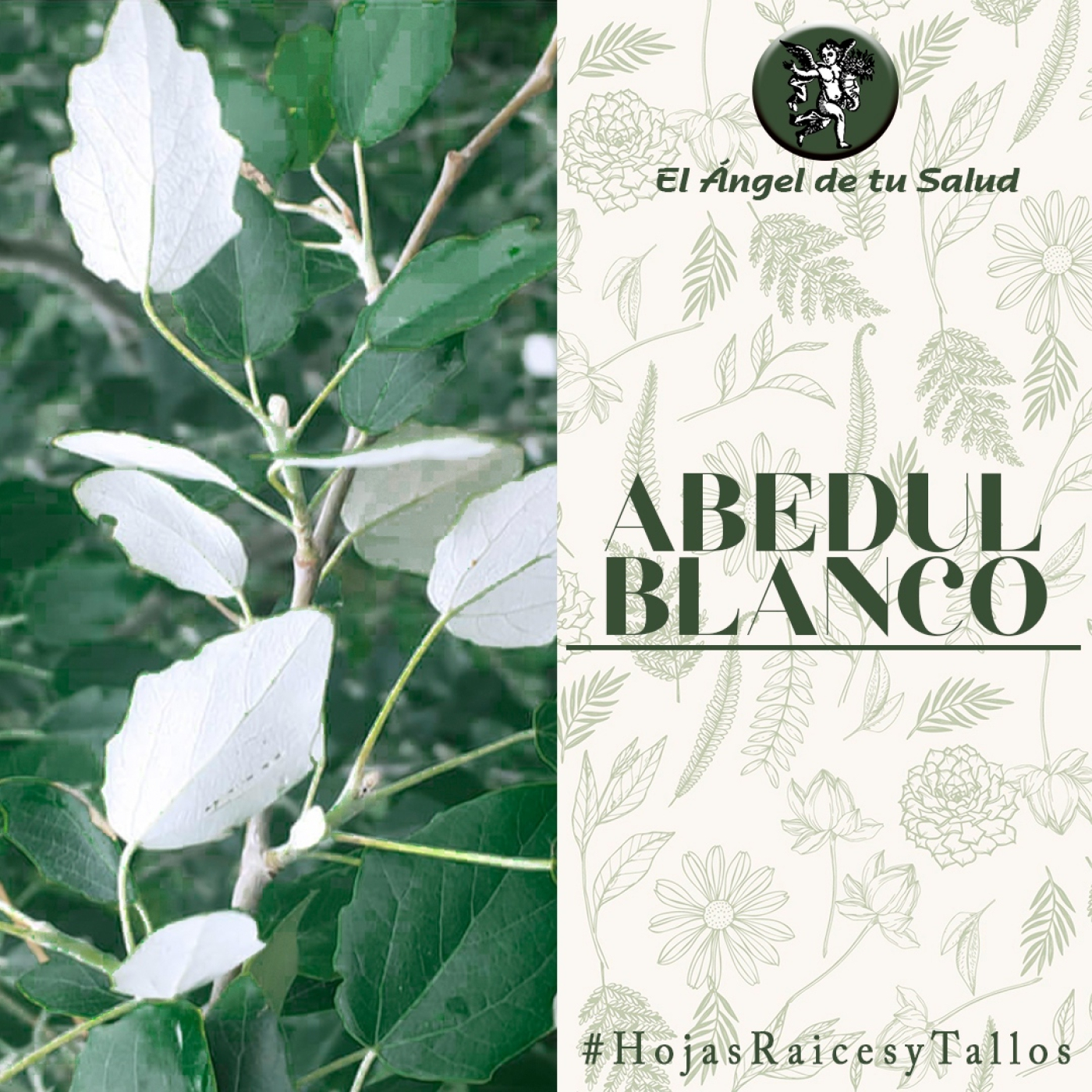 El Ángel de tu Salud - Abedul Blanco** episode artwork