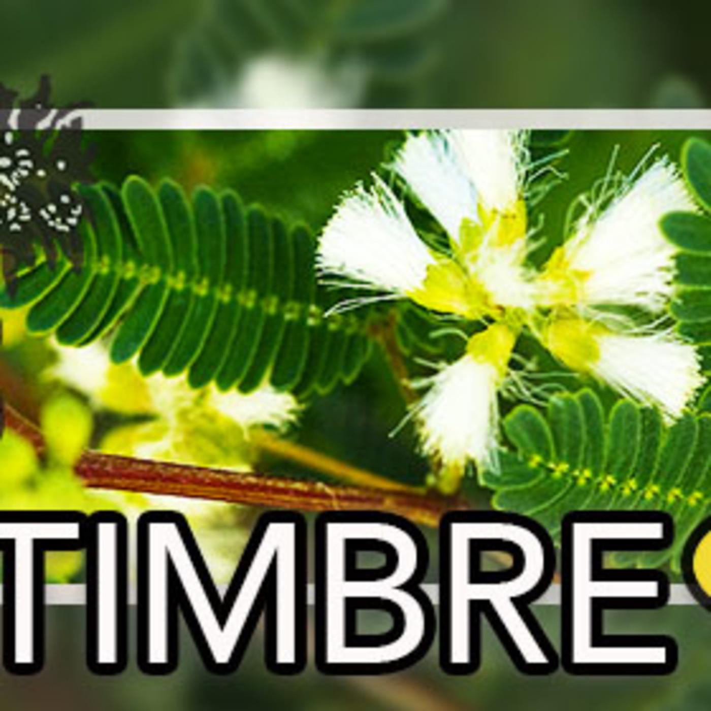 El Ángel de tu Salud - TIMBRE CORTEZA episode artwork