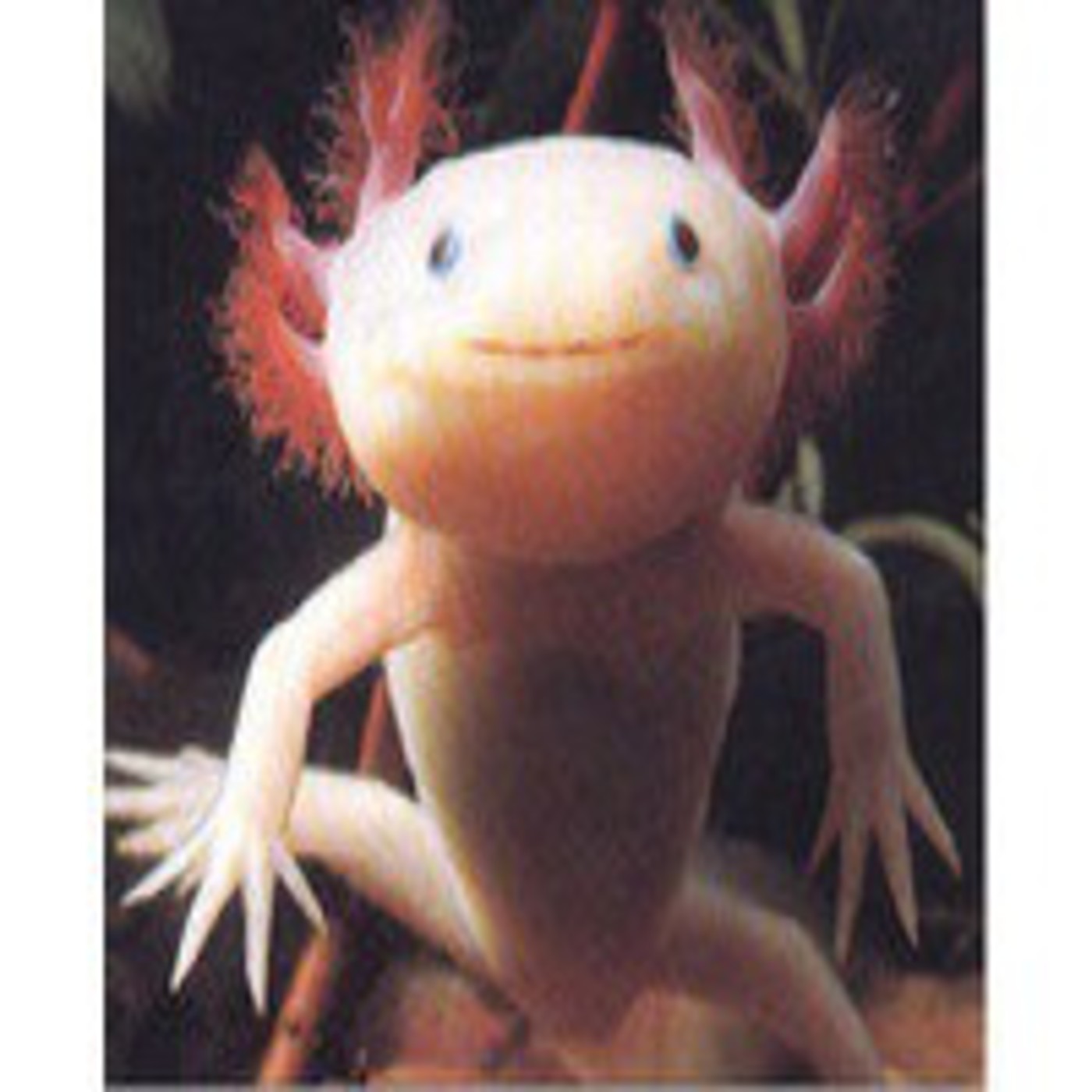 Axólotl (Julio Cortázar) episode artwork