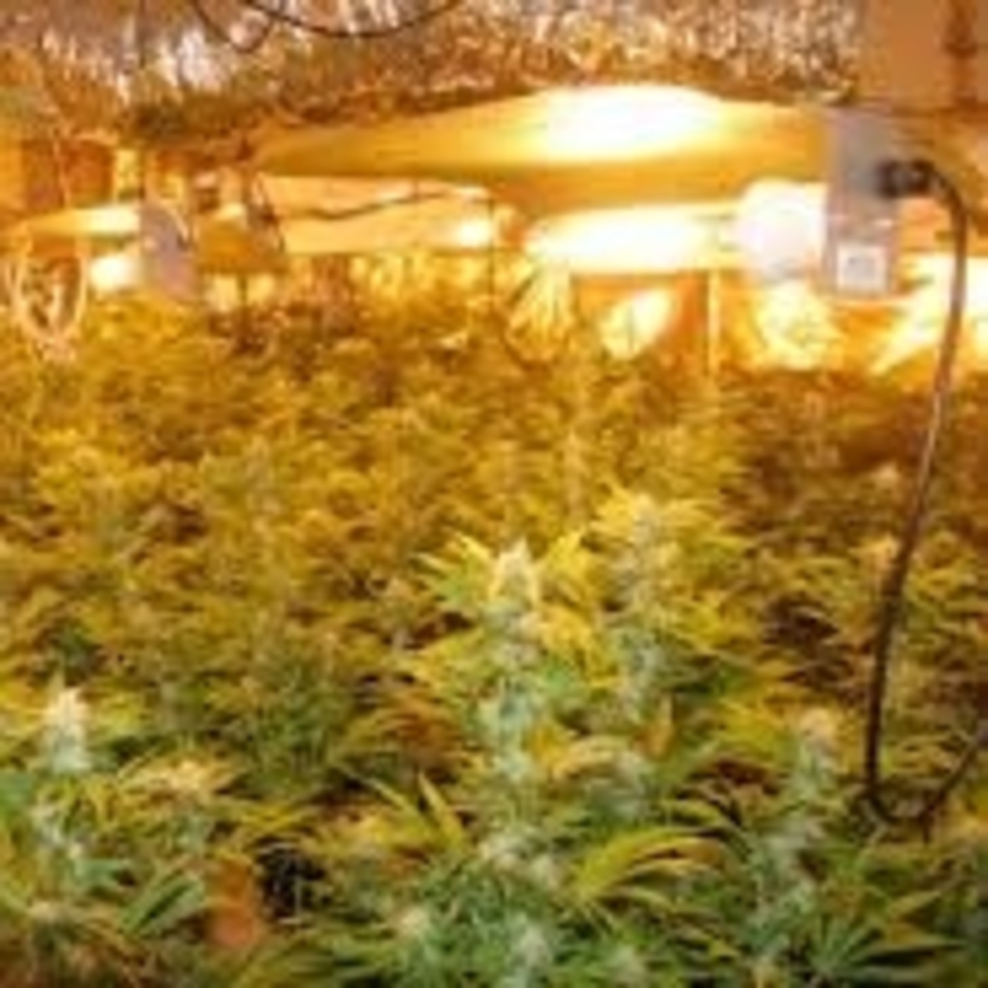 Paso a Paso 02 cómo montar armario de CULTIVO de CANNABIS INDOOR
