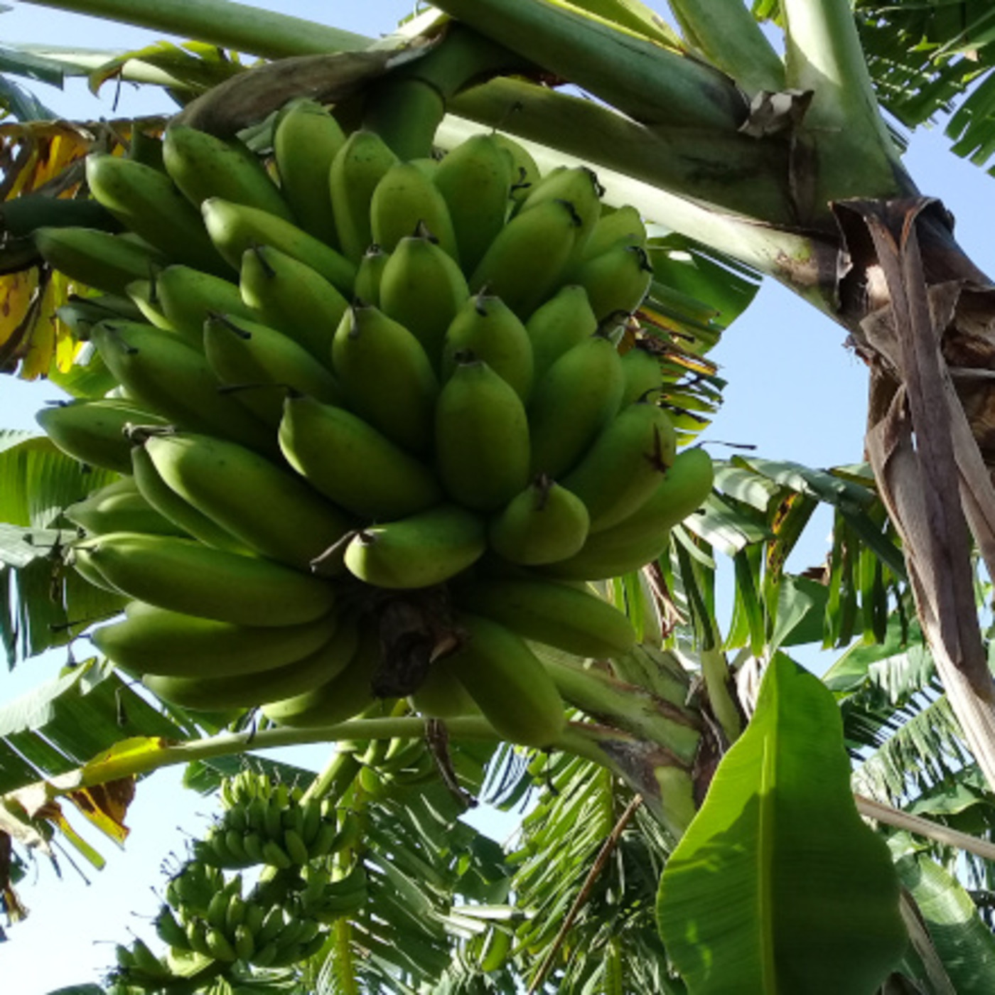 Ciencia en función del desarrollo agrícola de Contramaestre