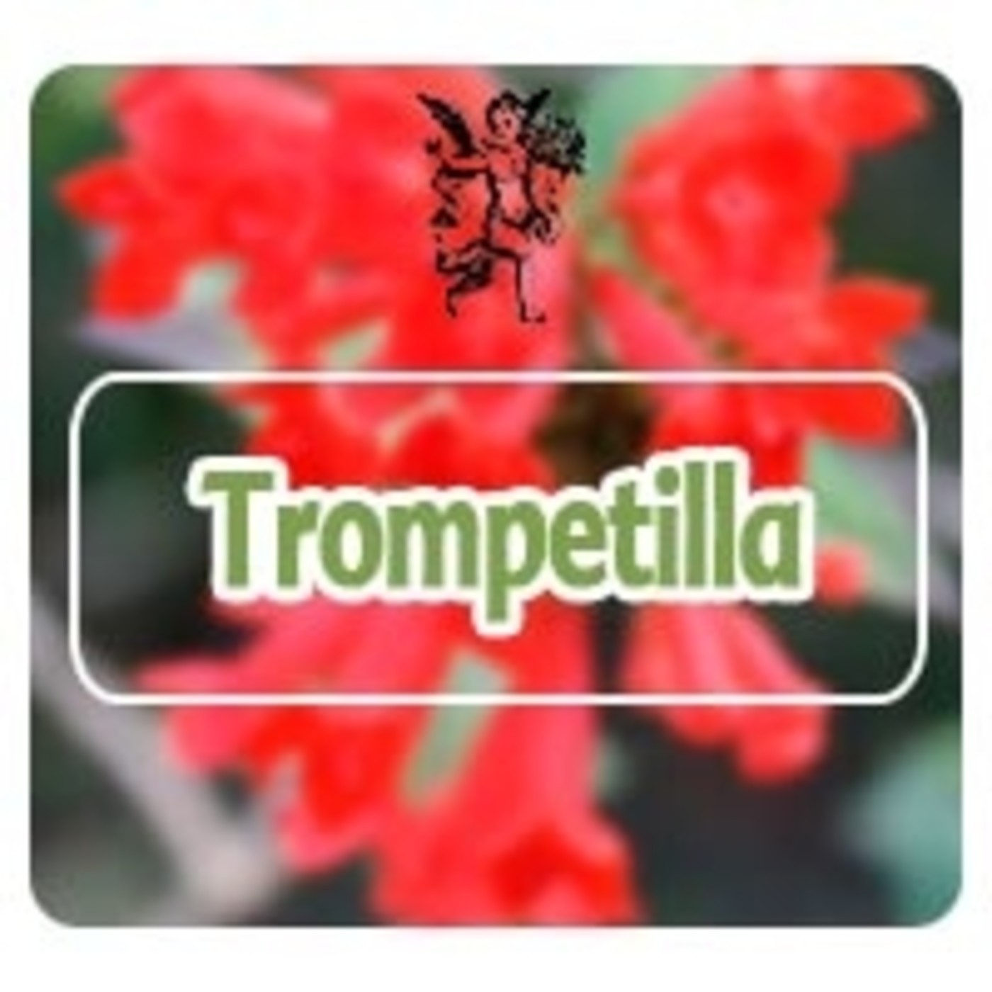 El Angel de tu Salud - TROMPETILLA* episode artwork