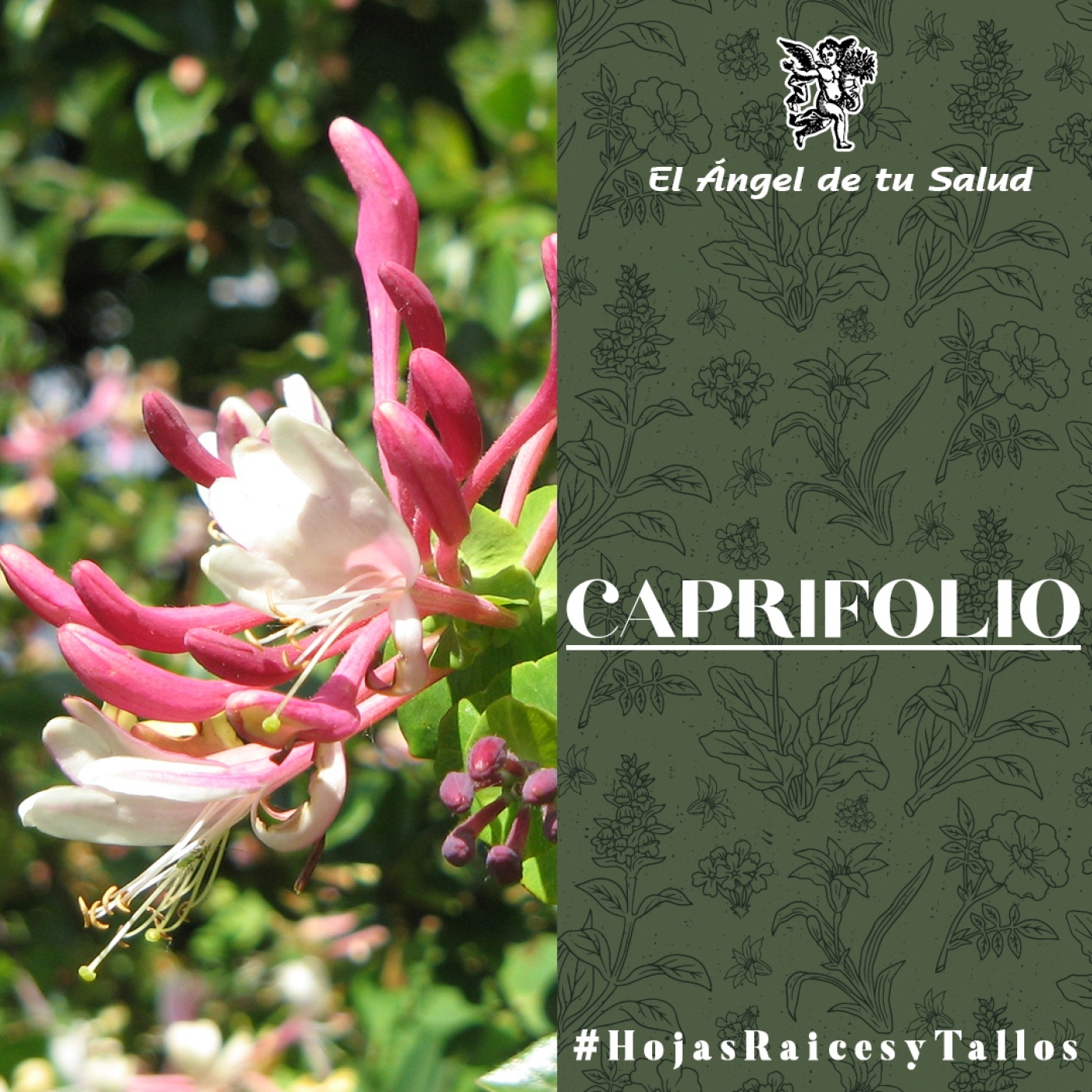 El Ángel de tu Salud - Caprifolio** episode artwork