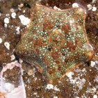 Biodiversidad marina, estrellas de mar y descubrimiento de nuevas especies (106)