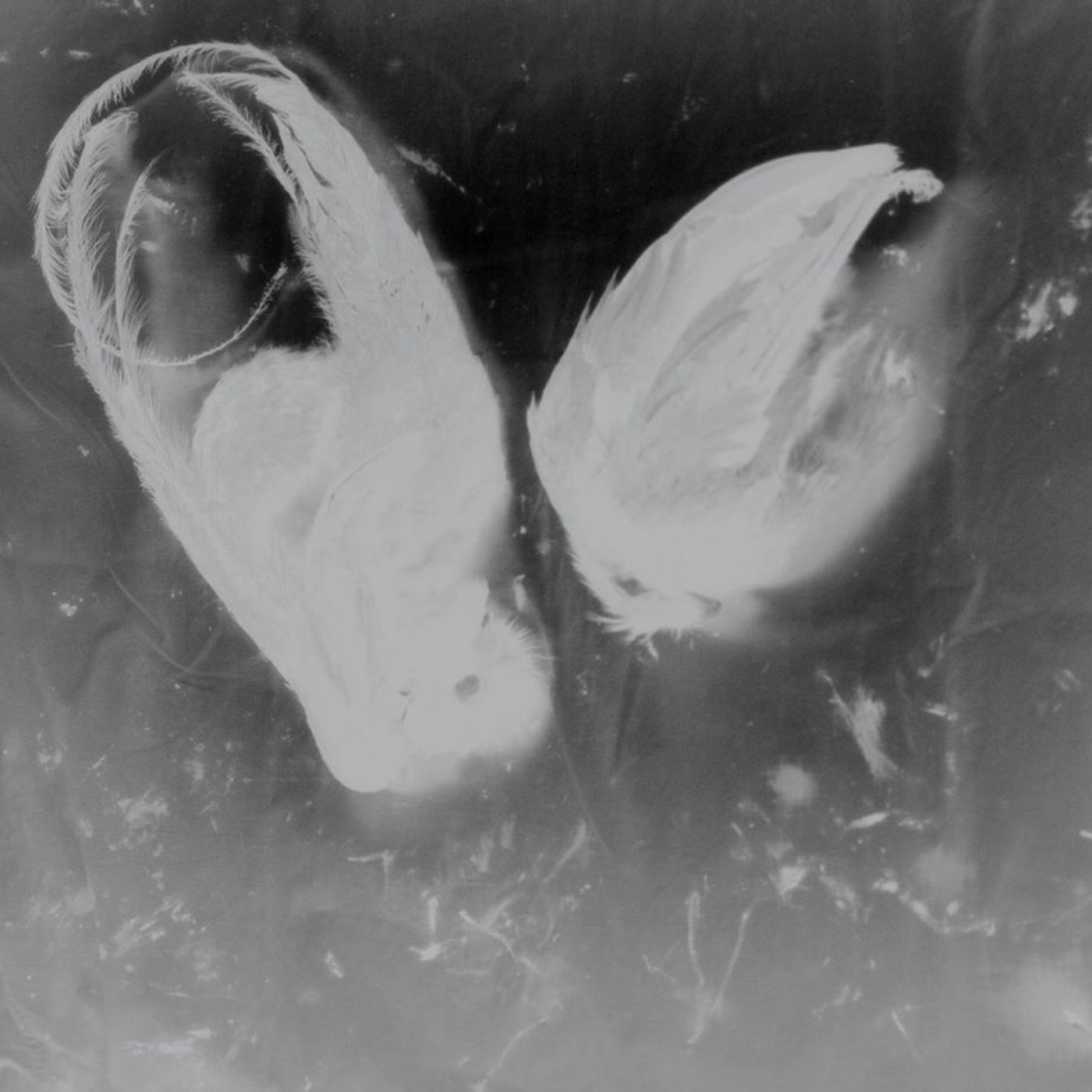 Podcast de InFocusRadio