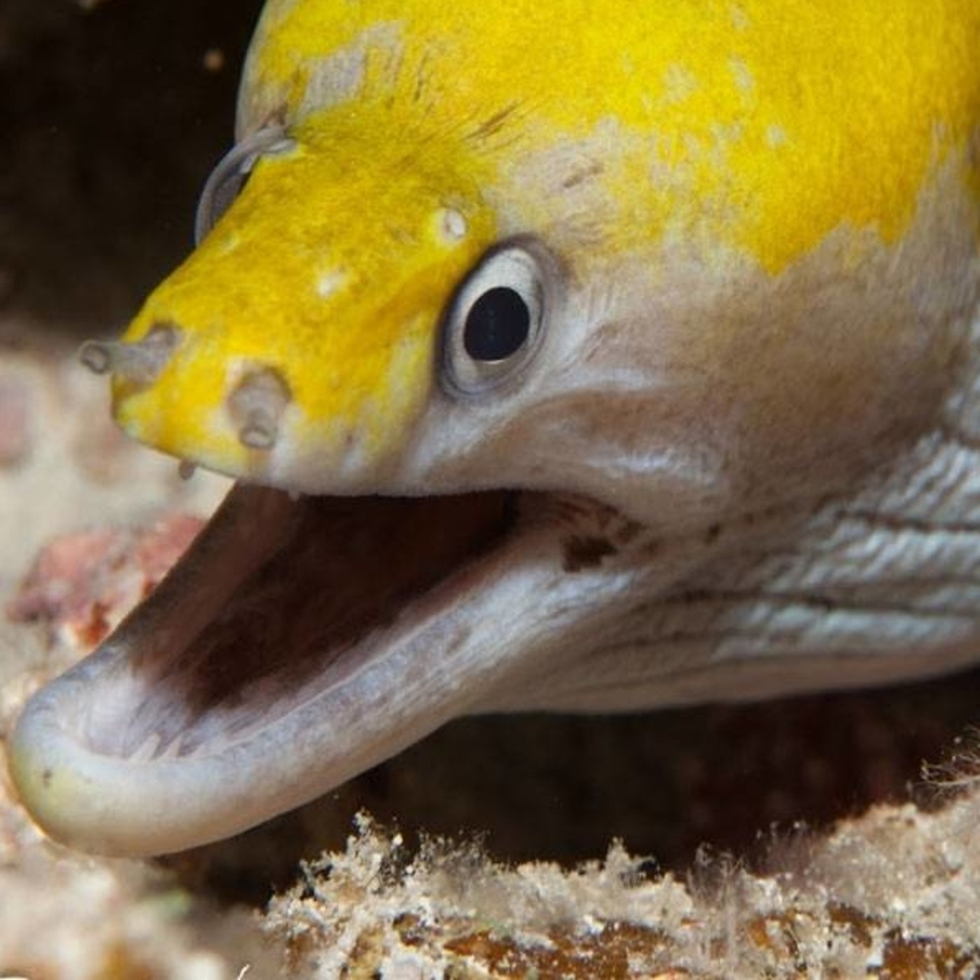 Podcast +D episodio 34. Anguilas del Tamesis