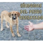 Síndrome del perro rescatado