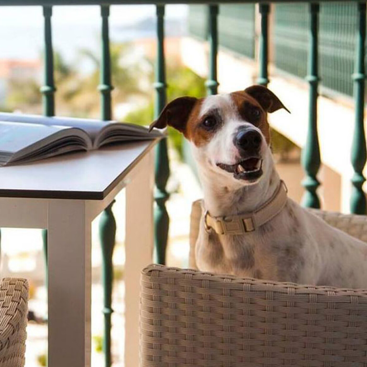 Podcast Mascotero - Mundo animal